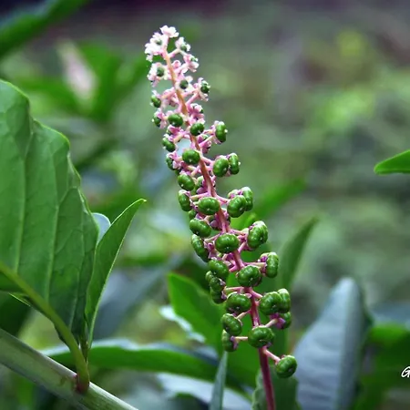 Holiday home Casa Da Rocha Caldelas