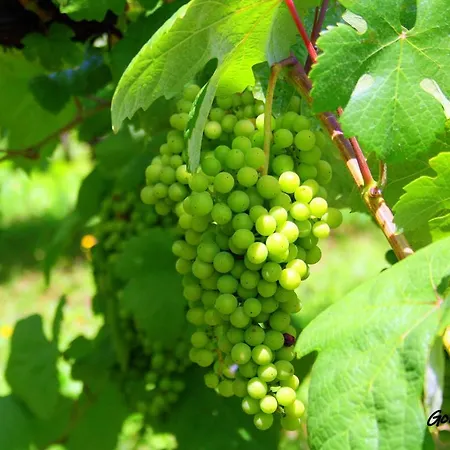 Casa Da Rocha Holiday home *