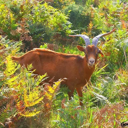 Holiday home Casa Da Rocha *
