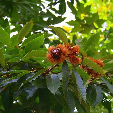 Casa Da Rocha Caldelas