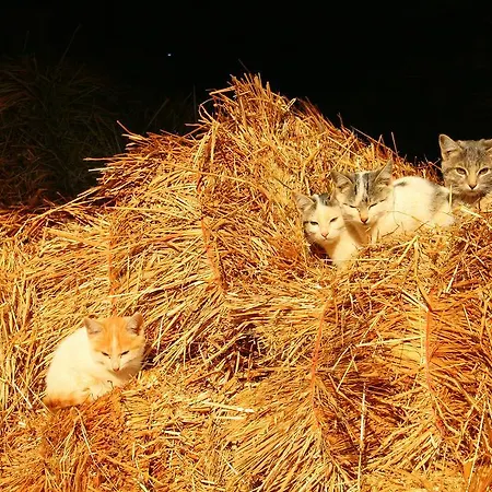 Casa Da Rocha * Caldelas