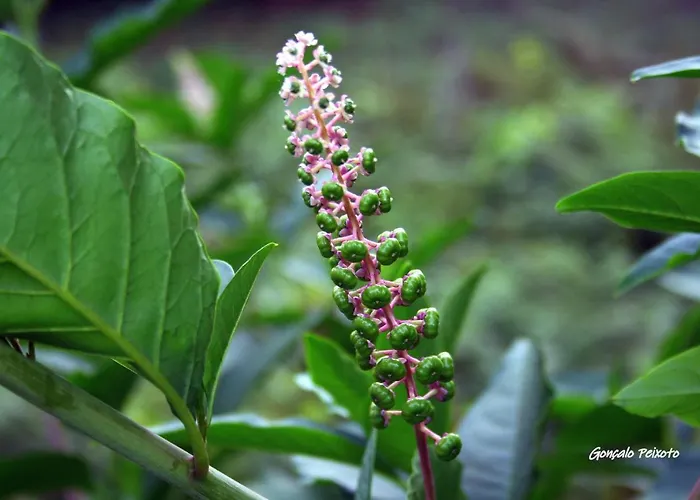 펜션 Casa Da Rocha 칼데라스