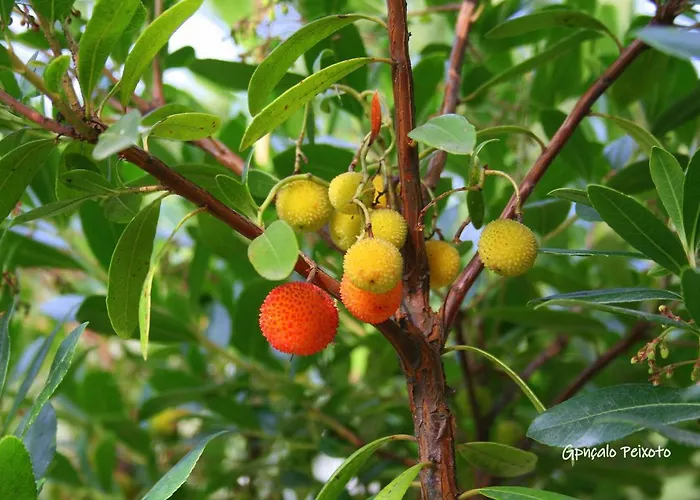 펜션 Casa Da Rocha