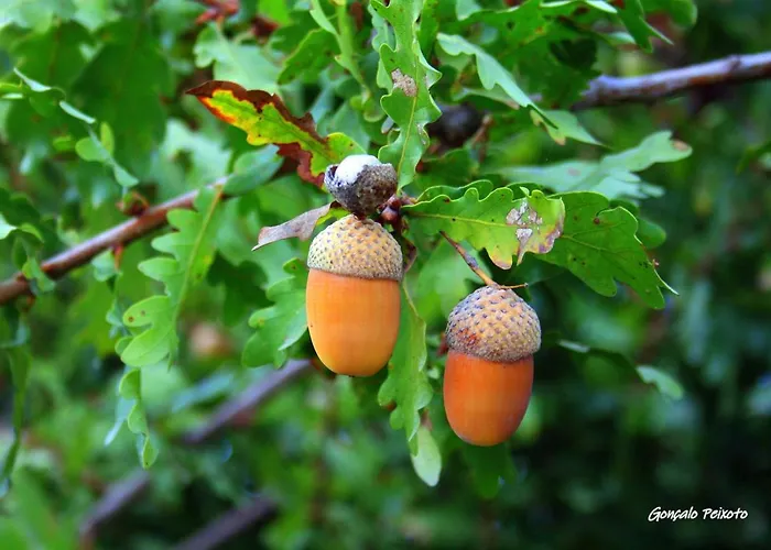 Casa Da Rocha * 칼데라스