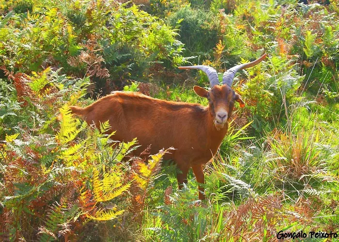 Prázdninový dům Casa Da Rocha *
