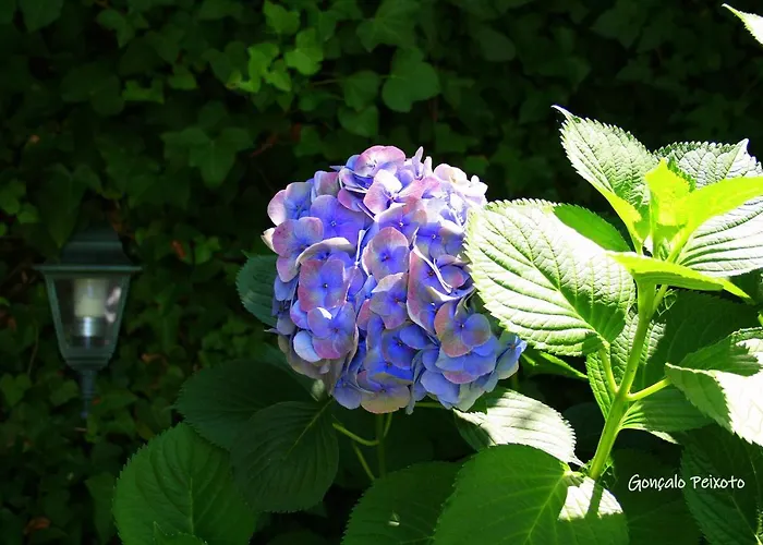 펜션 Casa Da Rocha *