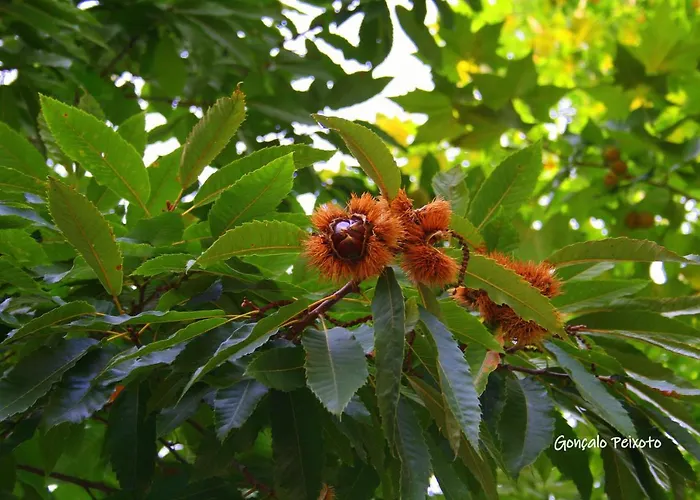 Casa Da Rocha 칼데라스