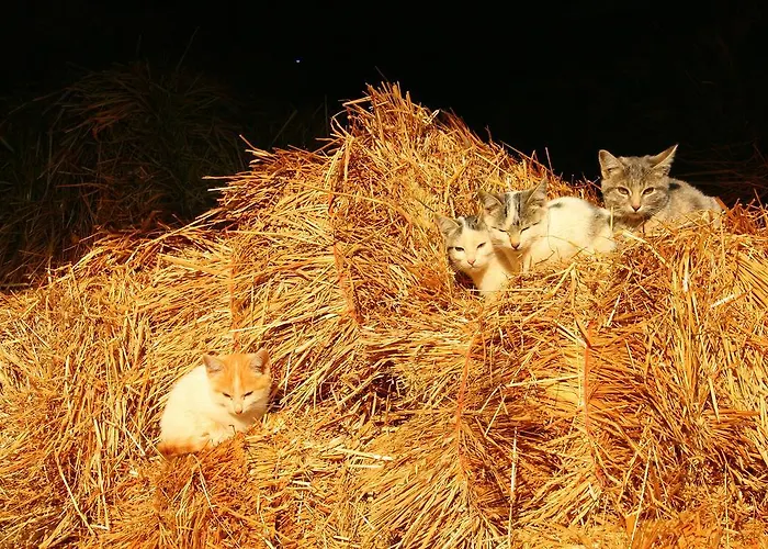 Casa Da Rocha * Caldelas